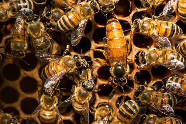 The queen bee swarm - selective focusThe queen bee swarm - selective focus